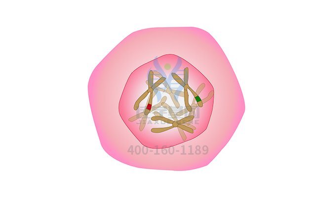 【佳学基因检测】脑瘤-息肉综合征2型基因解码、基因检测有什么用? 【佳学基因检测】脑瘤-息肉综合征2型基因解码、基因检测有什么用?