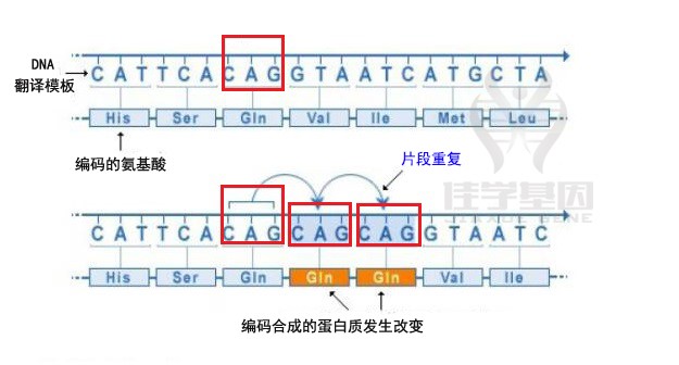 【佳学基因-基因检测】图解|基因突变的类型有哪些? 【佳学基因-基因检测】图解|基因突变的类型有哪些?
