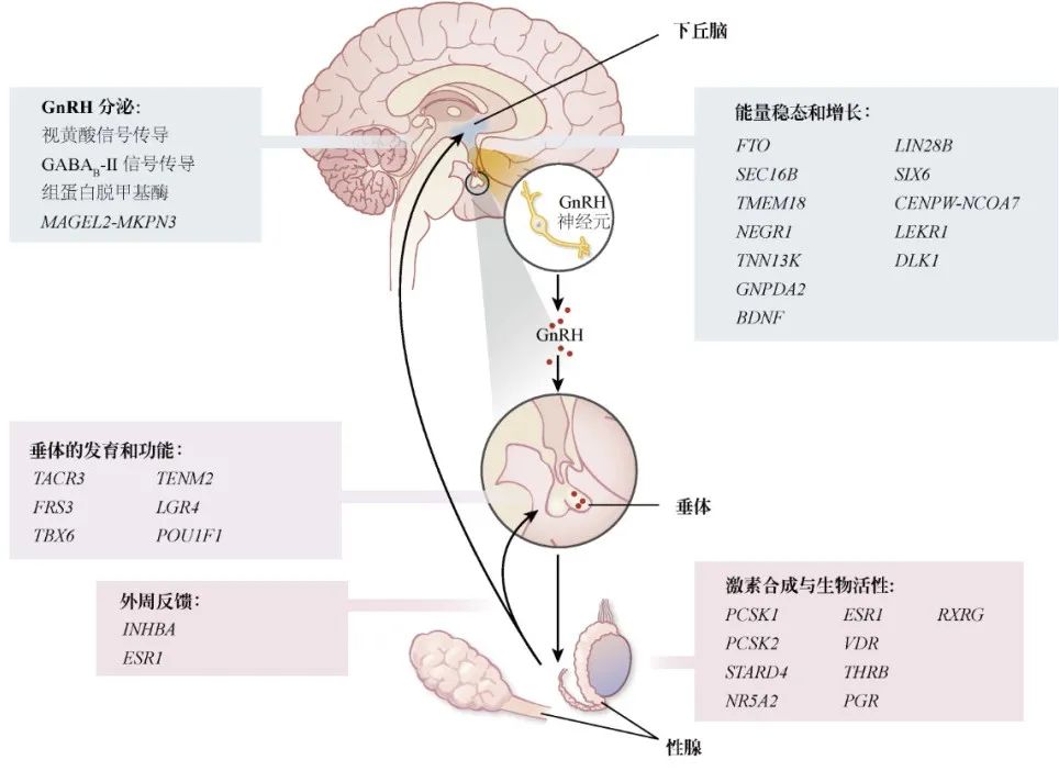 【佳学基因检测】青春期延迟的多种表现及其基因解码、基因检测的重要作用 【佳学基因检测】青春期延迟的多种表现及其基因解码、基因检测的重要作用