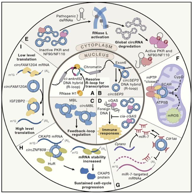 【佳学基因检测】基因检测中如何进行非编码RNA和全转录组联合分析 【佳学基因检测】基因检测中如何进行非编码RNA和全转录组联合分析