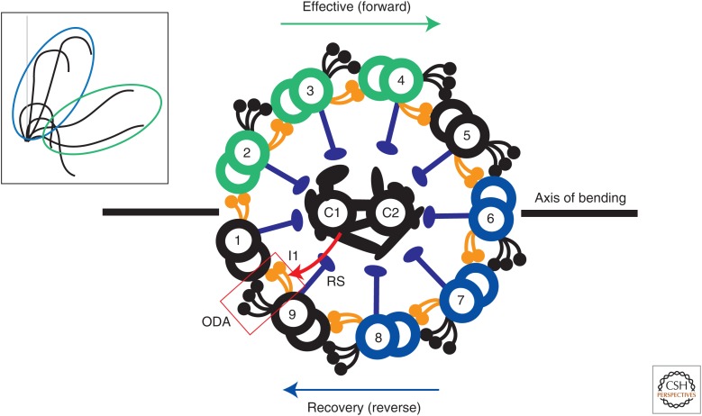 【佳学基因检测】缺少内动力臂、内动力蛋白臂缺失基因检测 【佳学基因检测】缺少内动力臂、内动力蛋白臂缺失基因检测