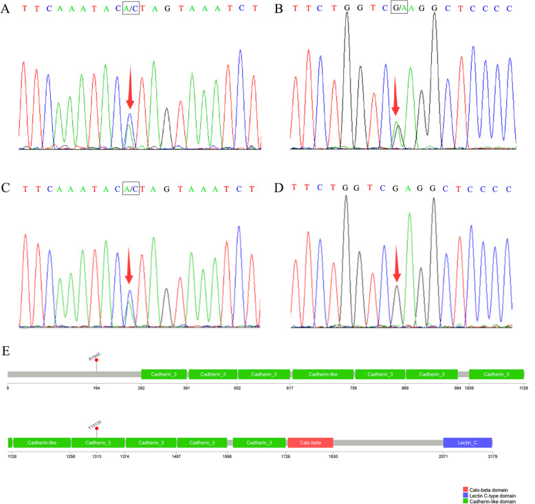 【佳学基因检测】鼻尖裂成两半基因解码、基因检测怎么预约解读? 【佳学基因检测】鼻尖裂成两半基因解码、基因检测怎么预约解读?