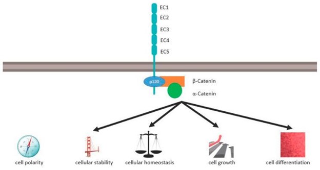 【佳学基因检测】遗传性弥漫性胃癌的基因解码、基因检测及靶向药物治疗 【佳学基因检测】遗传性弥漫性胃癌的基因解码、基因检测及靶向药物治疗