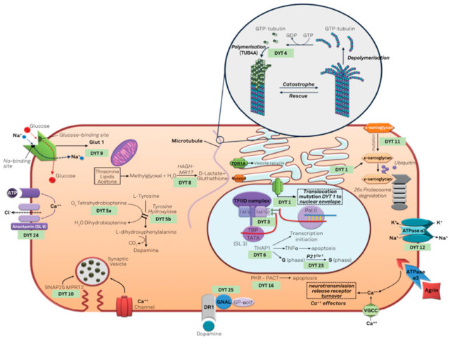 【佳学基因检测】肌张力障碍诊断：临床神经生理学和基因检测的结合