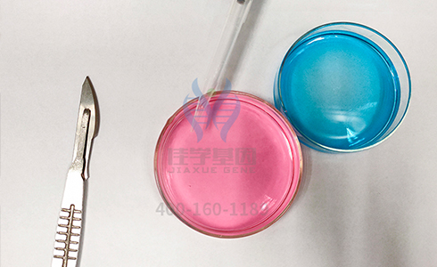 【佳学基因检测】主治医师疾病风险评估TEX28P2内容要点 【佳学基因检测】主治医师疾病风险评估TEX28P2内容要点