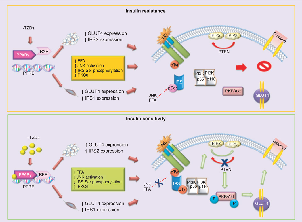 【佳学基因检测】噻唑烷二酮类糖尿病精准用药基因检测 【佳学基因检测】噻唑烷二酮类糖尿病精准用药基因检测