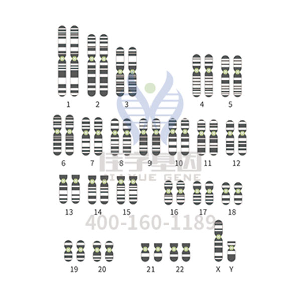【佳学基因-基因检测】基因解码让孩子远离侏儒症 【佳学基因-基因检测】基因解码让孩子远离侏儒症
