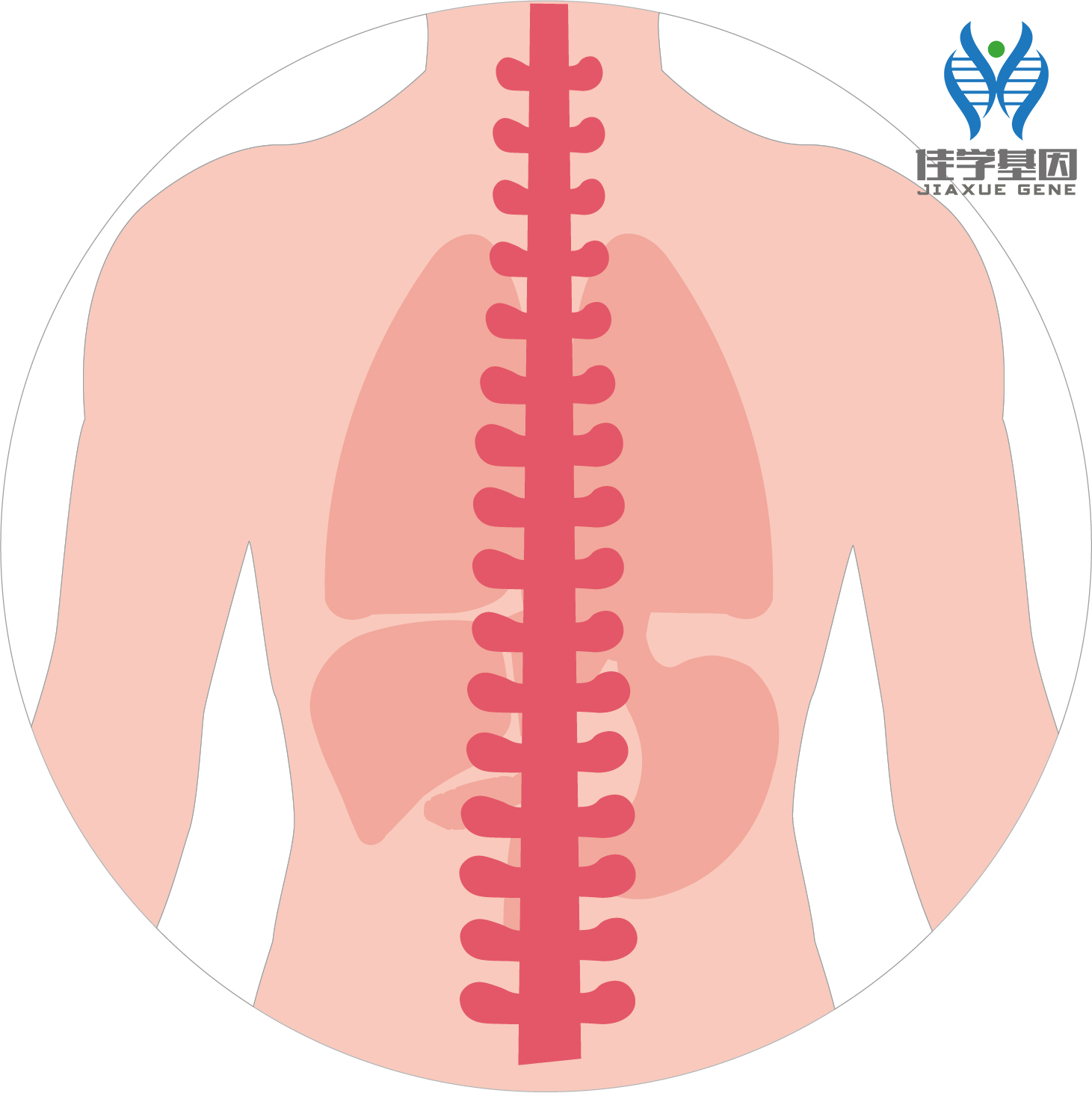 【佳学基因检测】蜡泪样骨病(Melorheostosis)基因解码、基因检测 【佳学基因检测】蜡泪样骨病(Melorheostosis)基因解码、基因检测