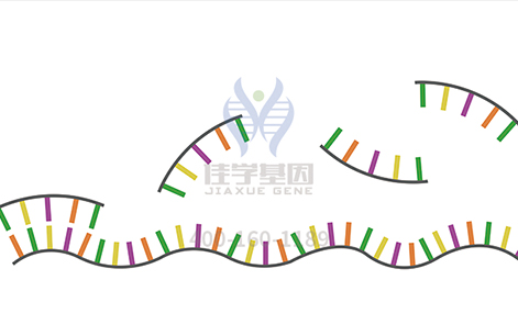 【佳学基因检测】米斯曼角膜营养不良基因解码、基因检测