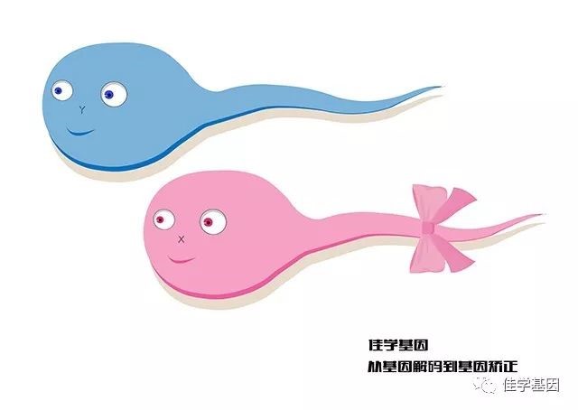 【佳学基因检测】圆头精子症(Globozoospermia)基因解码、基因检测 【佳学基因检测】圆头精子症(Globozoospermia)基因解码、基因检测