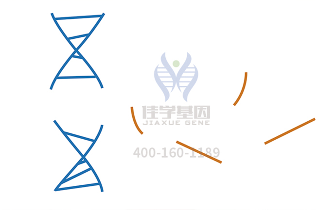 【佳学基因-基因检测】还在为皮肤问题苦恼吗?基因可以重建皮肤啦! 【佳学基因-基因检测】还在为皮肤问题苦恼吗?基因可以重建皮肤啦!