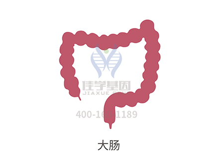 【佳学基因检测】直肠癌基因解码、基因检测 【佳学基因检测】直肠癌基因解码、基因检测