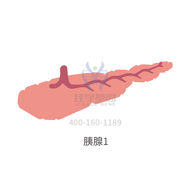【佳学基因检测】I型糖尿病基因解码、基因检测 【佳学基因检测】I型糖尿病基因解码、基因检测