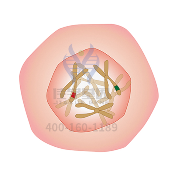 【佳学基因解码-基因检测】Ⅱ型糖尿病基因解码与基因检测 【佳学基因解码-基因检测】Ⅱ型糖尿病基因解码与基因检测