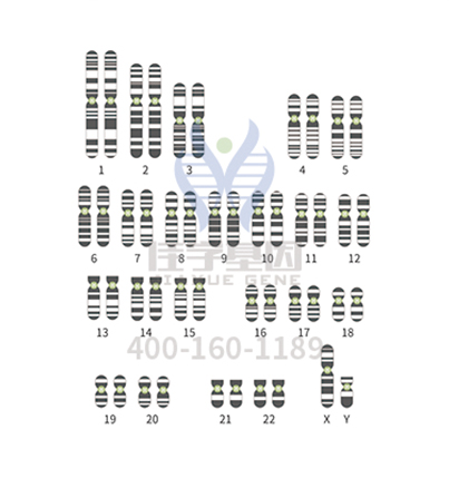 【佳学基因解码-基因检测】亨廷顿氏舞蹈症:基因解码和基因检测,该如何正确选择? 【佳学基因解码-基因检测】亨廷顿氏舞蹈症:基因解码和基因检测,该如何正确选择?