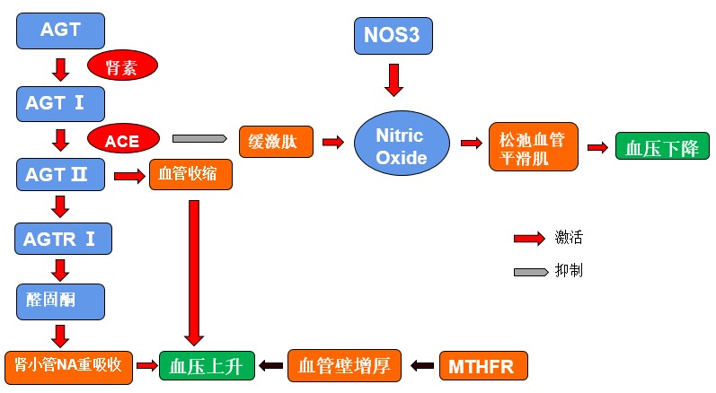 【佳学基因检测】原发性高血压基因解码、基因检测 【佳学基因检测】原发性高血压基因解码、基因检测
