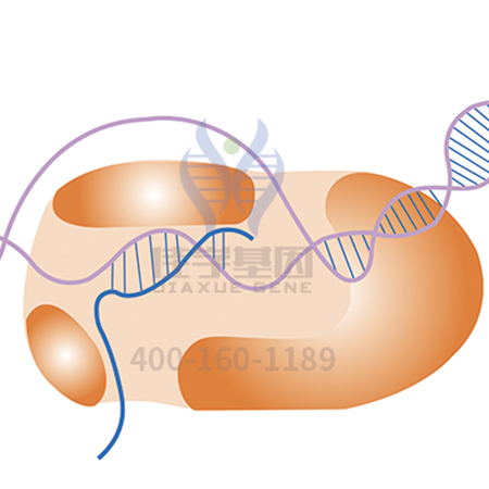 【佳学基因检测】顽固性肥胖基因解码、基因检测