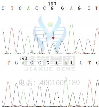 【基因检测基因解码案例】高肌氨酸血症——佳学基因