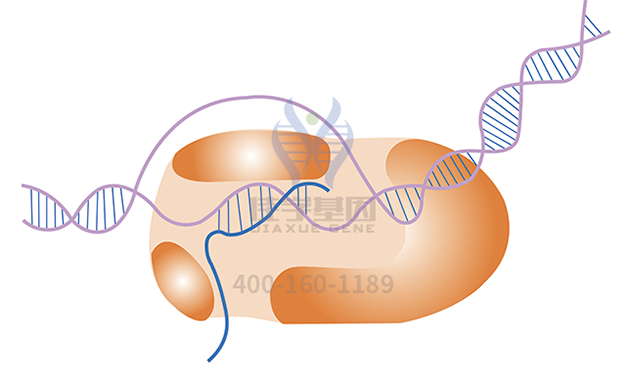 【佳学基因-基因检测】有一种病也会导致肌肉无力,基因解码让诊断更清晰 【佳学基因-基因检测】有一种病也会导致肌肉无力,基因解码让诊断更清晰
